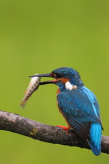 animal