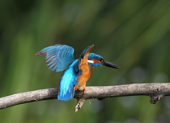 Animal