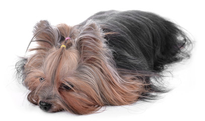 Naklejka premium Yorkshire Terrier