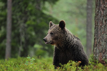Fototapeta premium Animal