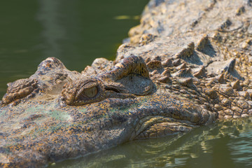 Naklejka premium crocodile