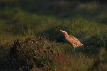 animal