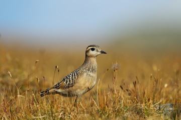 animal
