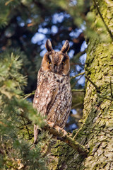 animal