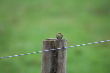 Waxeye on fence post