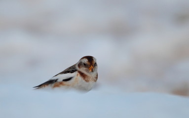 animal