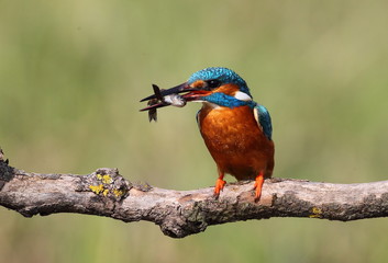 animal
