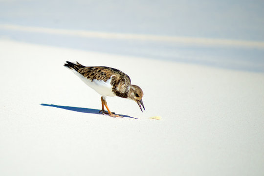 plumber coast bird