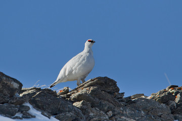 Animal
