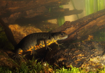 Animal