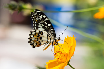 Butterfly sucking nectar on orange cosmos flowers