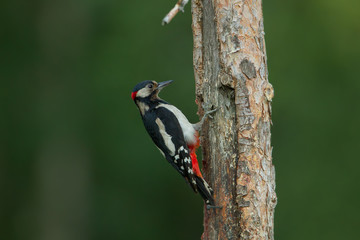 Animal