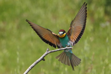 Fototapeta premium Animal