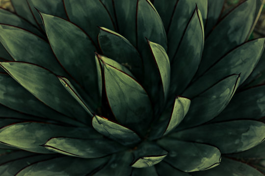 Blue and Red Agave Plant