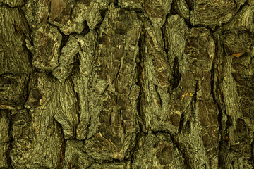 Closeup of Brown and Gray Tree Bark