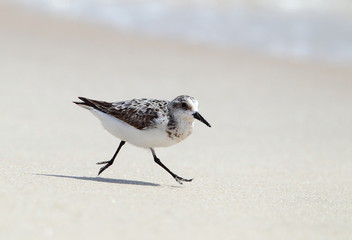 Animal