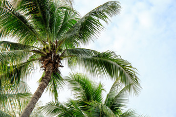 Fototapeta premium coconut tree