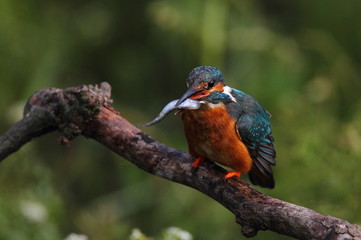 kingfisher