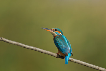 kingfisher
