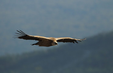 Animal