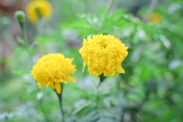 Marigold on plant in farm, Hipster tone