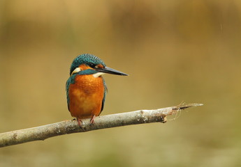 kingfisher