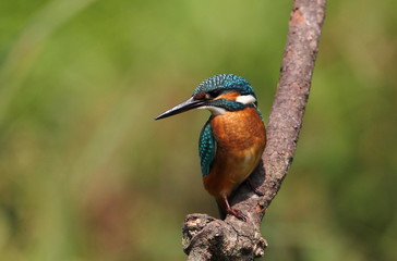 kingfisher