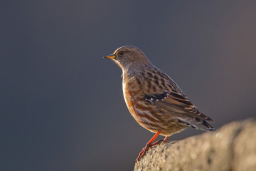 Animal