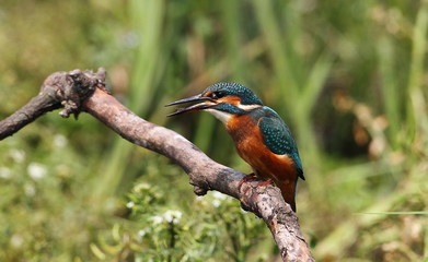 Kingfisher