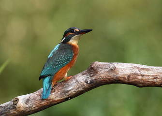 Kingfisher