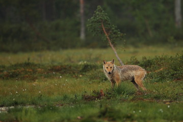 Obraz premium Animal