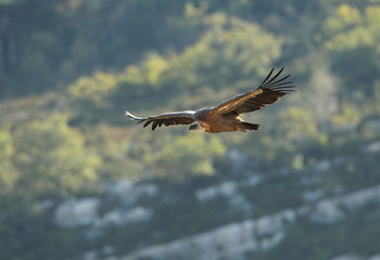 animal