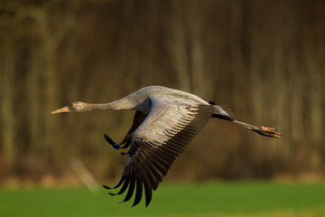 animal