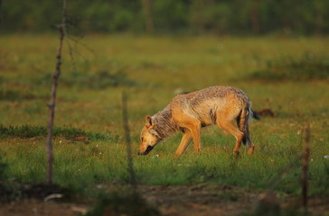 animal