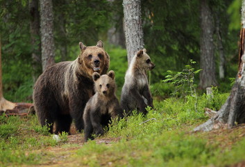 Fototapeta premium animal