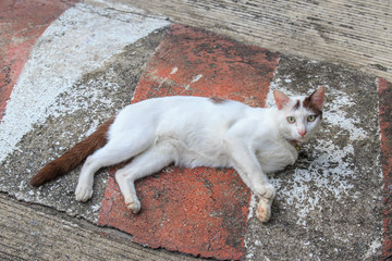 Cute white cat sitting on the raod or street floor.