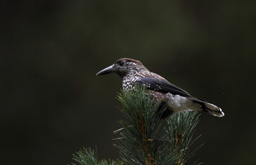 animal