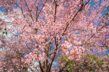 Blooming of Himalayan cherry blossom trees in northern region of Thailand.