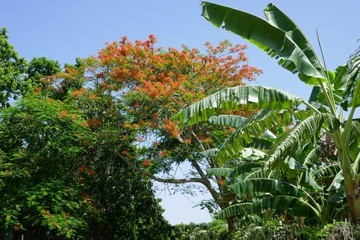 Naturlandschaft von Kuba