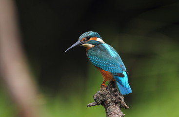 animal