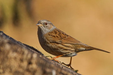animal