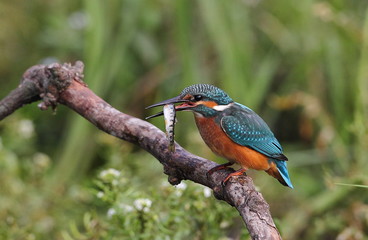 animal