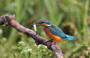 animal