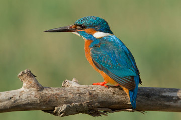 animal