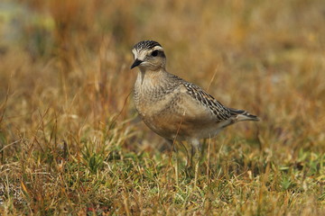 animal