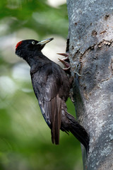 animal
