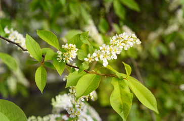 Flowers of Prunus padus or European Bird Cherry
