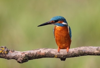 animal