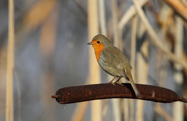 animal