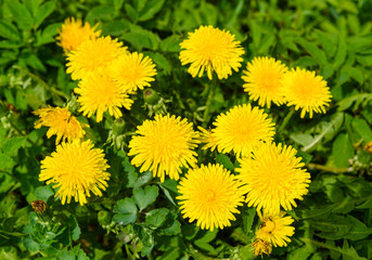 Fototapeta premium Żółte kwiaty mniszka lekarskiego lub Taraxacum officinale